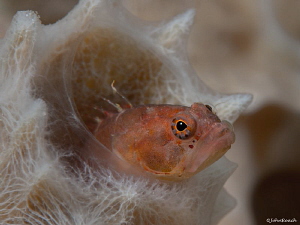 Starksia hassi Ringed Blenny Bonaire NA "Front Porch"  D8... by John Roach 